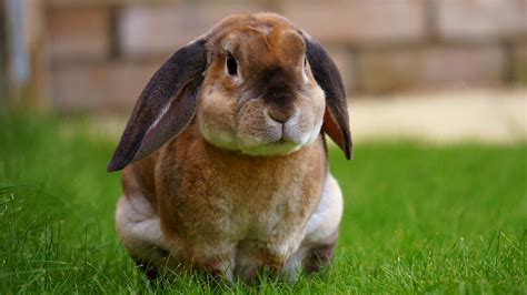 Why Did My Rabbit Pee On Me – Vet Explains Pets.